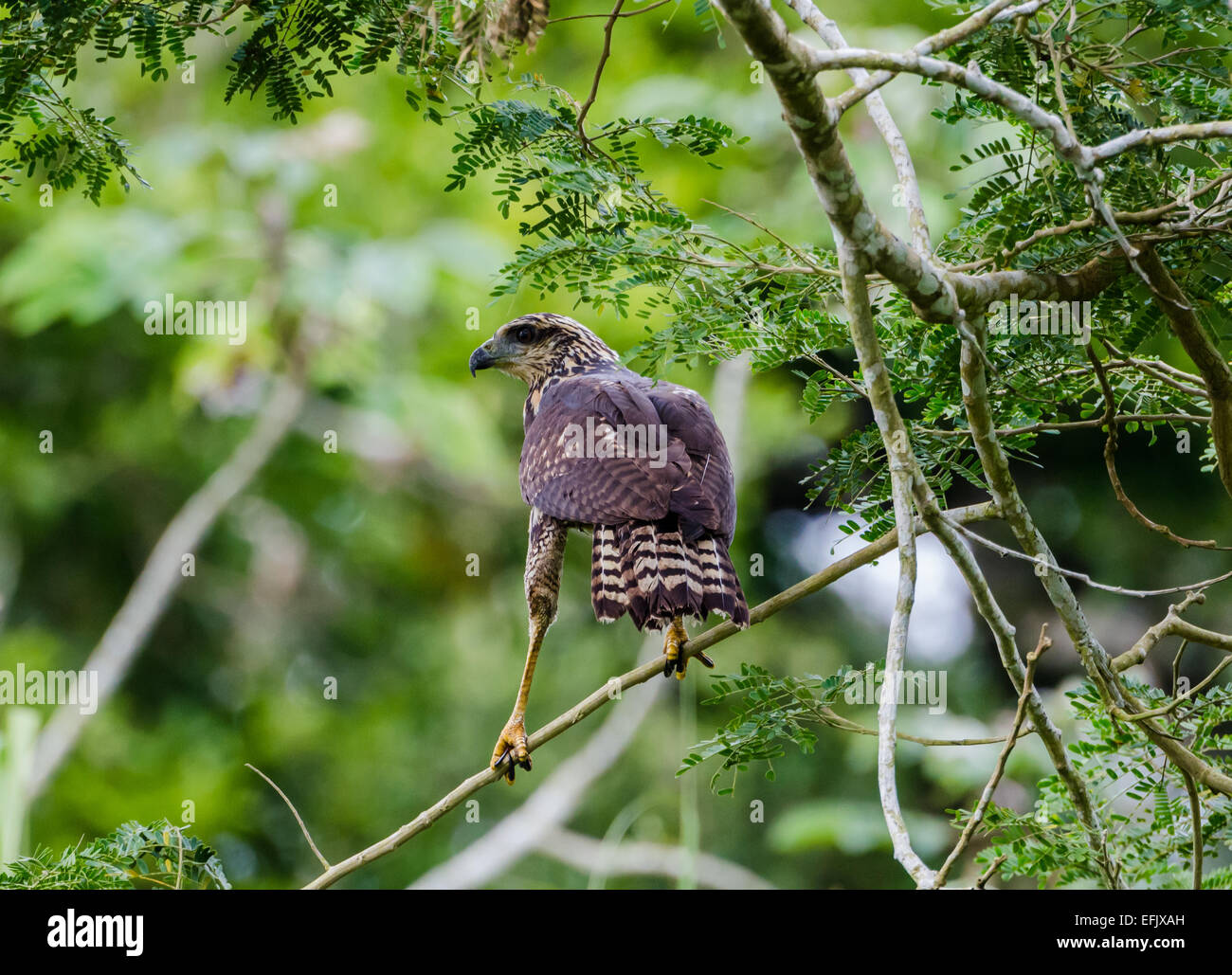 Un bambino grande Black Hawk (Buteogallus urubitinga) in piedi su un ramo. Belize, America centrale. Foto Stock