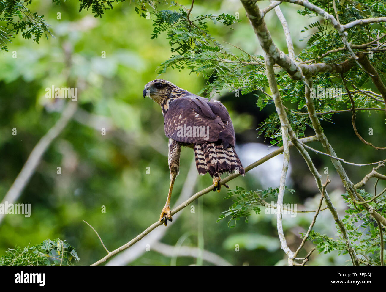 Un bambino grande Black Hawk (Buteogallus urubitinga) in piedi su un ramo. Belize, America centrale. Foto Stock