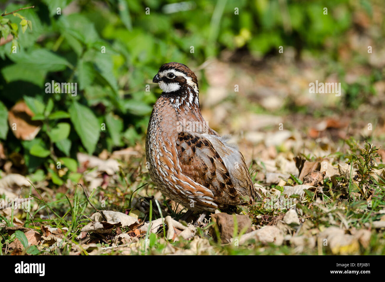 Un maschio di Northern Bobwhite Quaglia (Colinus virginianus) nelle boccole. Texas, Stati Uniti d'America. Foto Stock