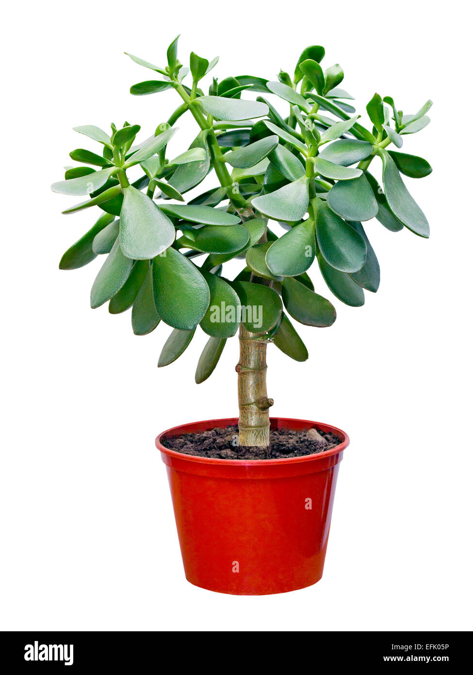 Houseplant Crassula in rosso pot isolati su sfondo bianco Foto Stock