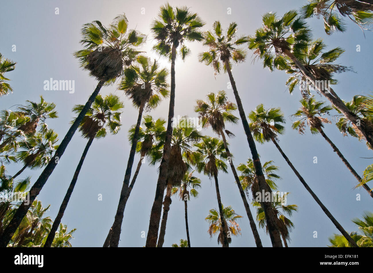 Ventola messicano Palm grove (Washingtonia robusta), Baja California Sur vicino a Las Palmas spiaggia vicino a Todos Santos Foto Stock