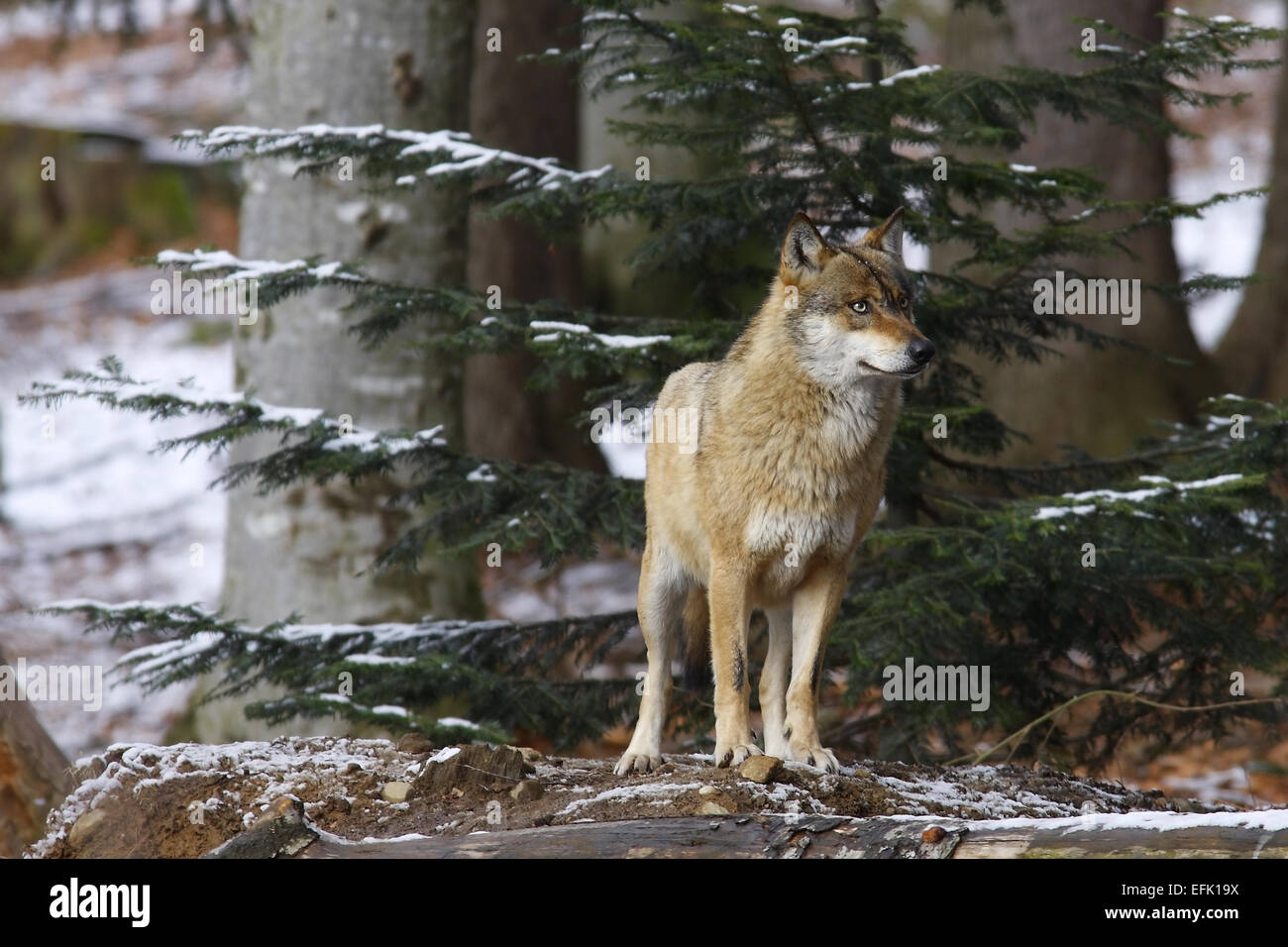 Lupo europeo, Canis lupus, Europa Foto Stock