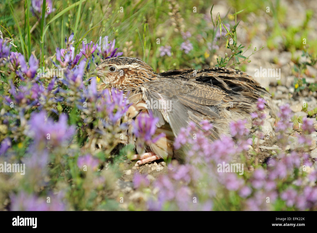Quaglia bird per la caccia Foto Stock