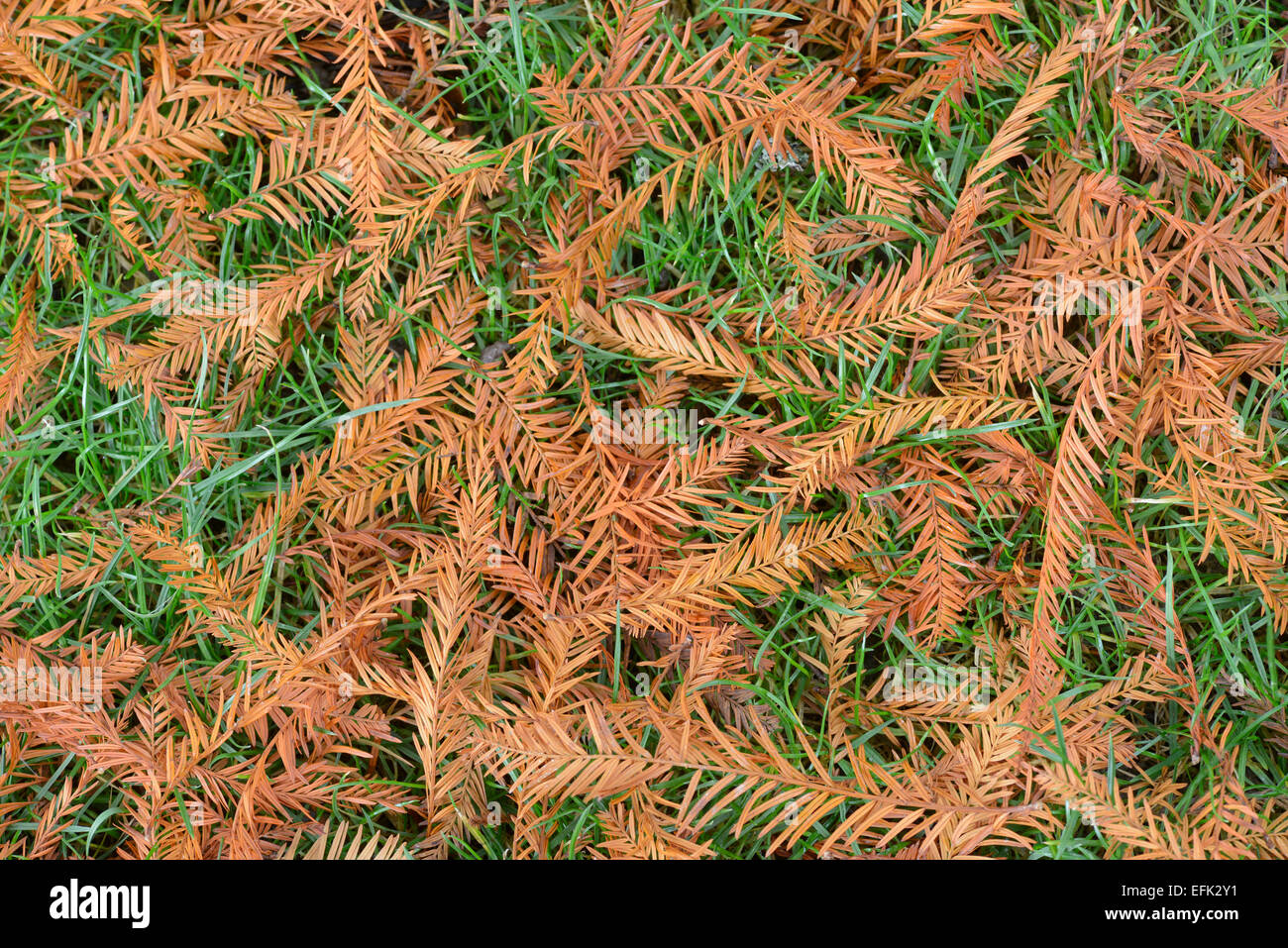 Cipresso calvo: Taxodium distichum. Aghi caduti in autunno sull'erba. Giardino Botanico, Sussex, Inghilterra Foto Stock