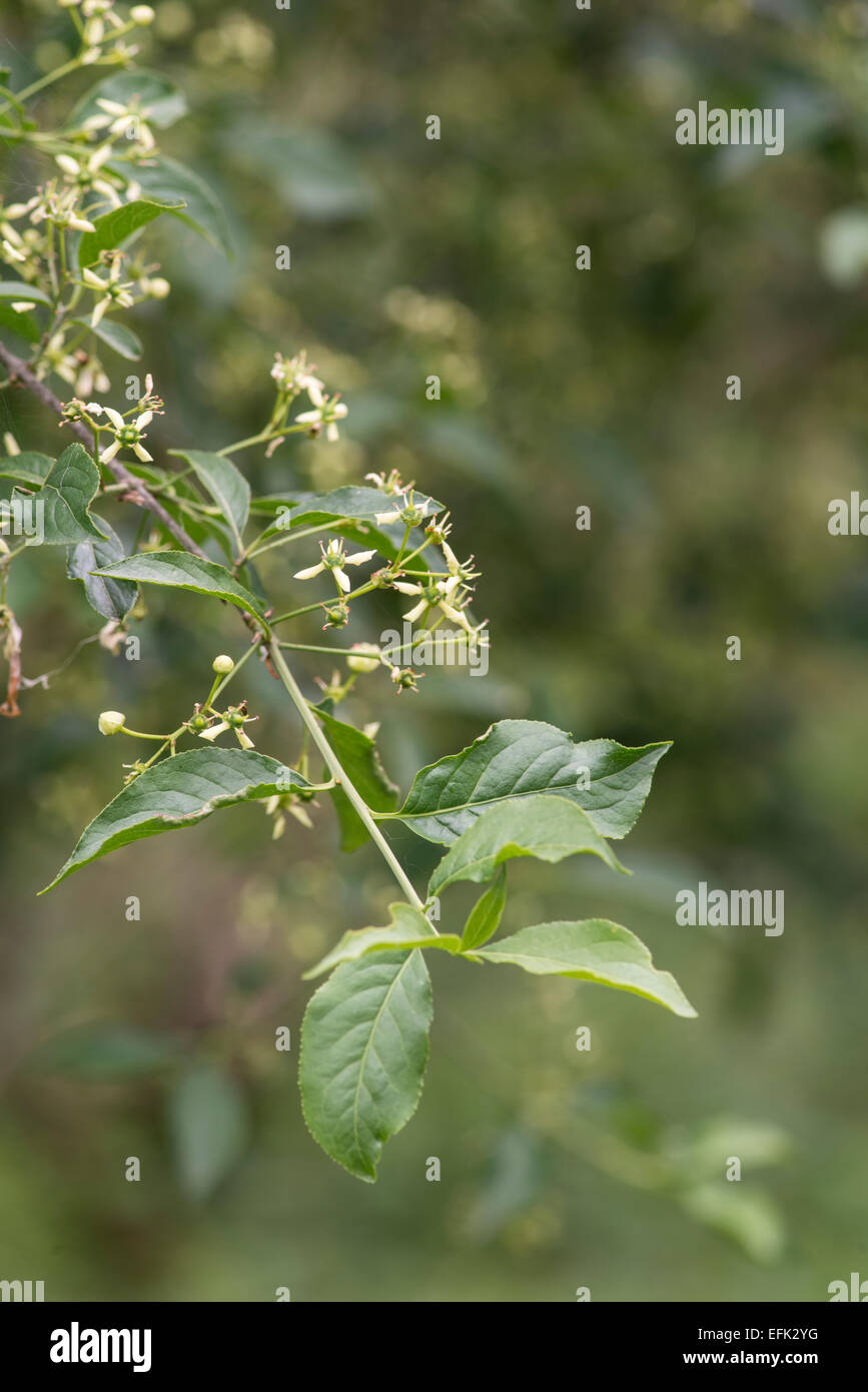 Mandrino: Euonymus europaeus. Fiori. Foto Stock