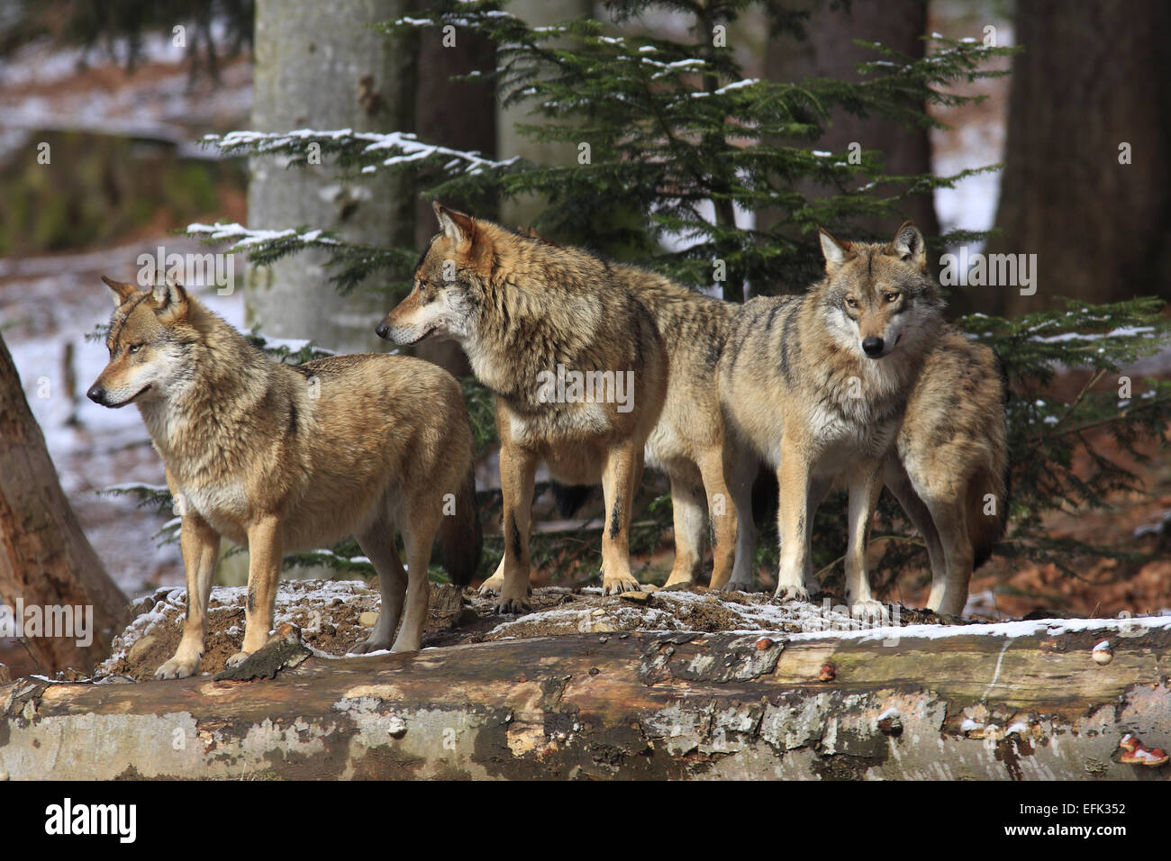 Lupo europeo, Canis lupus, Europa Foto Stock