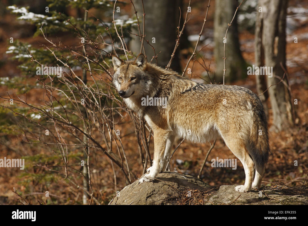 Lupo europeo, Canis lupus, Europa Foto Stock