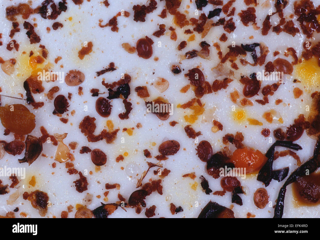 Un acaro Varroa sulla tastiera di comando. L'acaro Varroa (Varroa destructor) è un 1.1 mm e 1.6 mm acaro dalla famiglia Varroidae che vive come un parassita delle api mellifere. Foto: Klaus Nowottnick Data: 11 Maggio 2007 Foto Stock