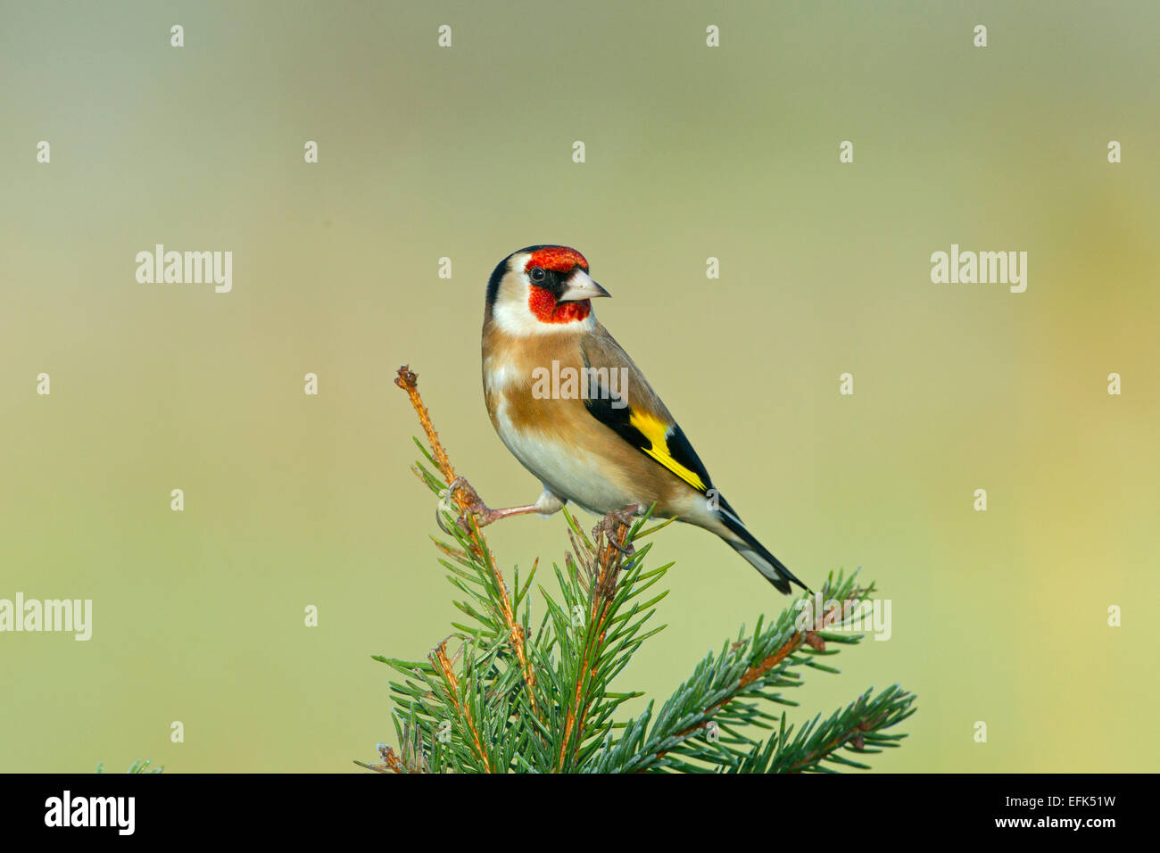 Cardellino Carduelis carduelis nel gelo invernale Foto Stock
