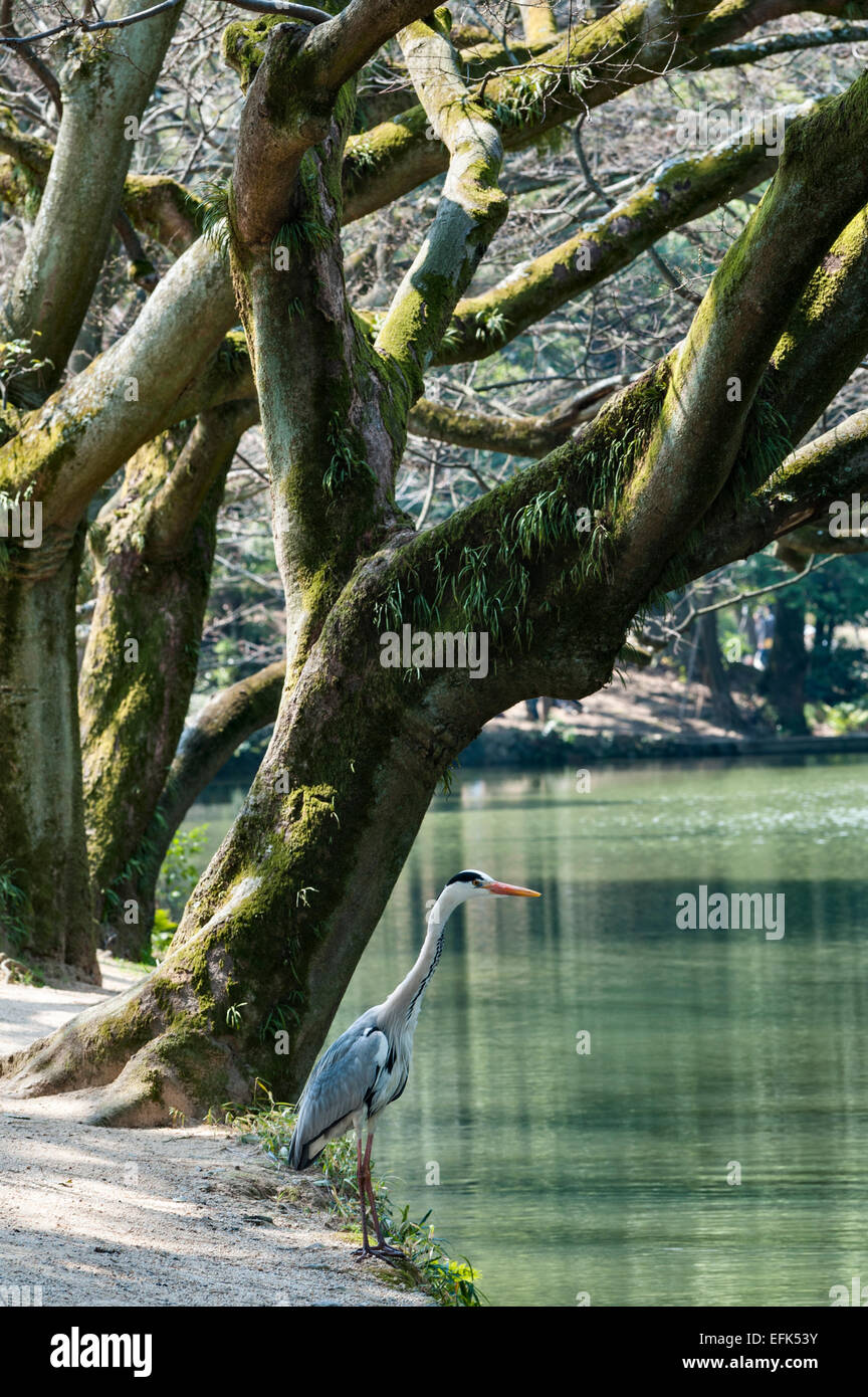 Un airone grigio (Ardea cinerea) sorge sul bordo di un lago nei giardini di Ritsurin-koen, Takamatsu, Giappone Foto Stock