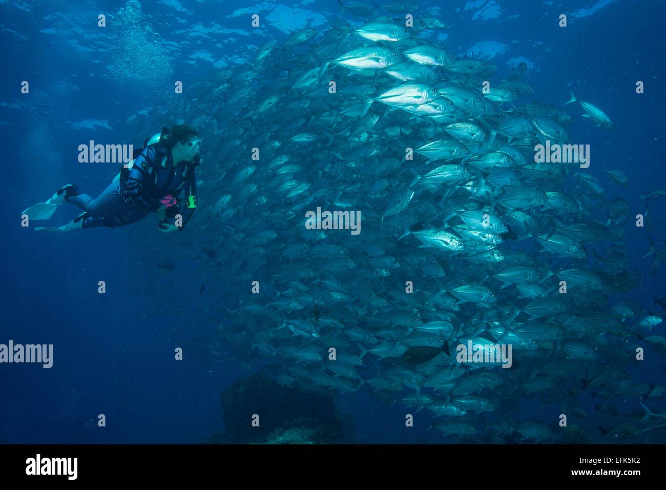 Un subacqueo la visione di un branco di carangidi obeso (Caranx sexfasciatus), Palau, Micronesia, Oceania Foto Stock