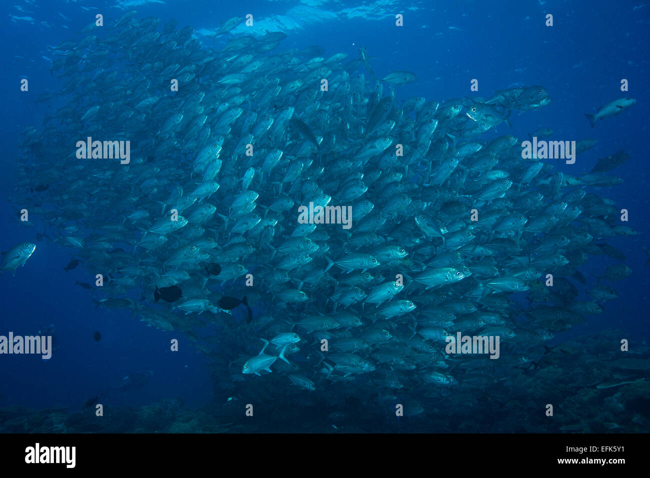 Una secca di carangidi obeso (Caranx sexfasciatus), Palau, Micronesia, Oceania Foto Stock