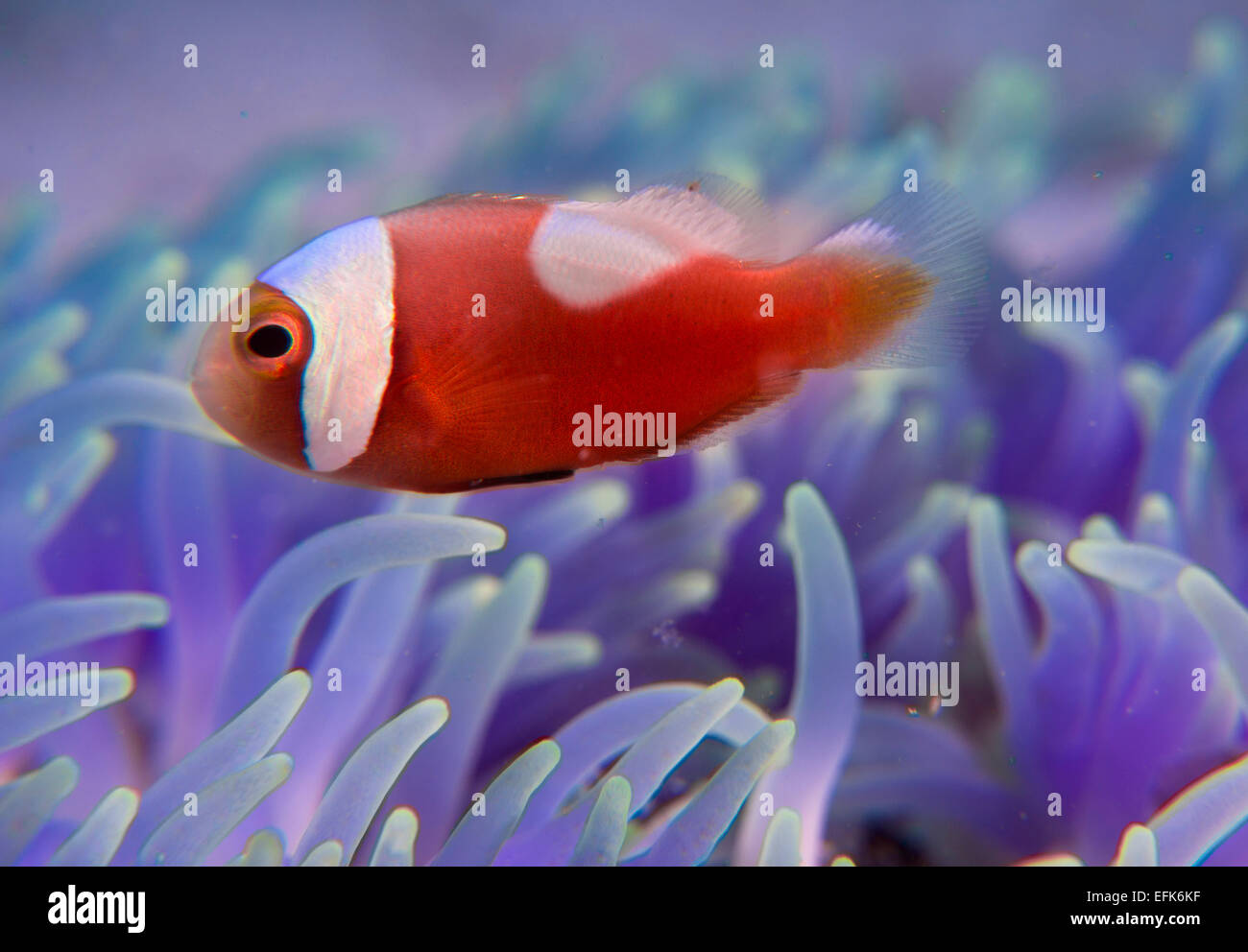 Juvenil Panda pesce pagliaccio, (Amphiprion polymnus), Filippine, Asia Foto  stock - Alamy