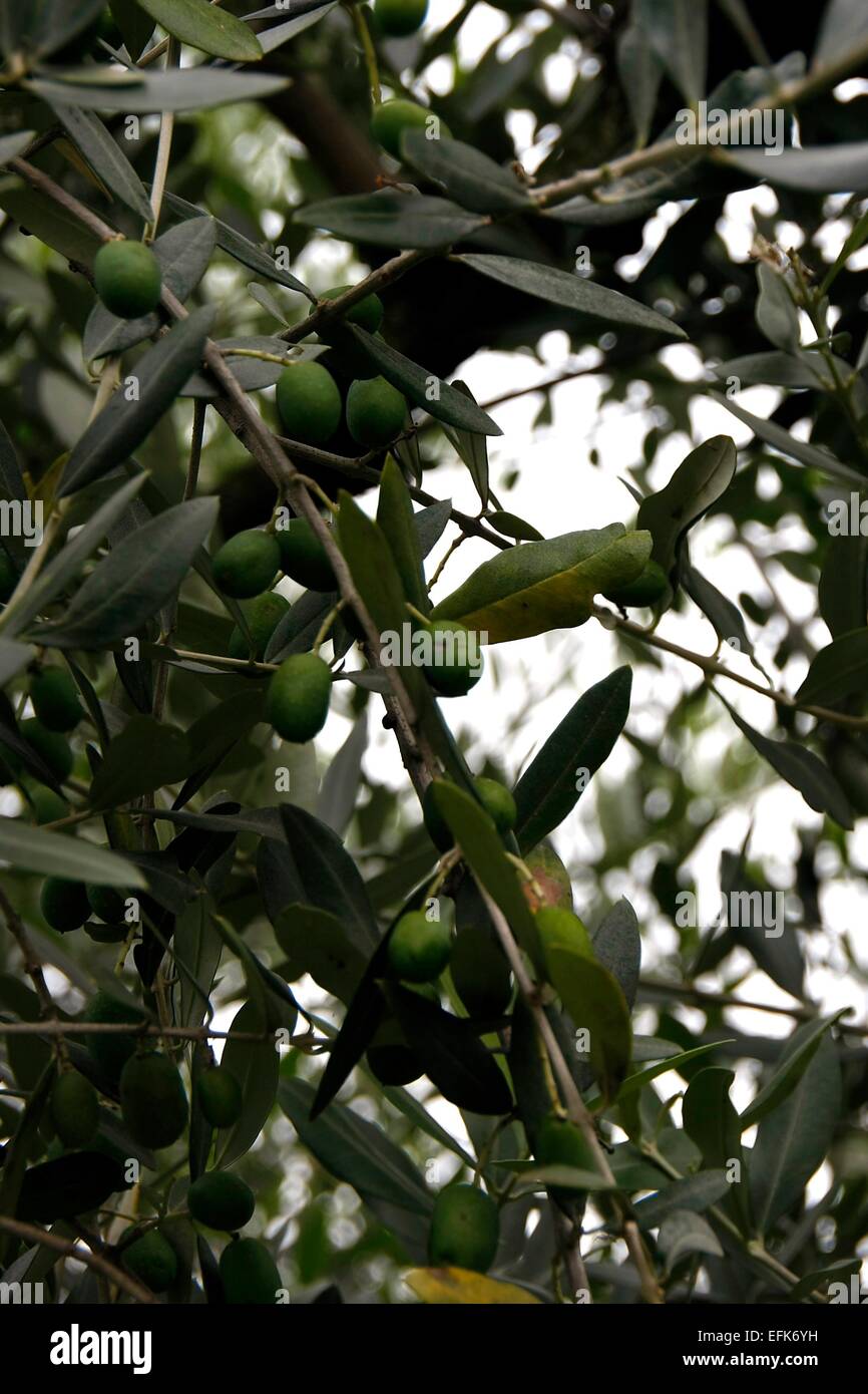 Frutto di un albero di ulivo (Olea europaea). È anche chiamato vero albero di olivo. È spesso una struttura nodose in genere di alberi di ulivo (olea). Dal IV millennio a.c. è cresciuto come un raccolto. L'olio del suo frutto è popolare per migliaia di anni fino a quando toda Foto Stock