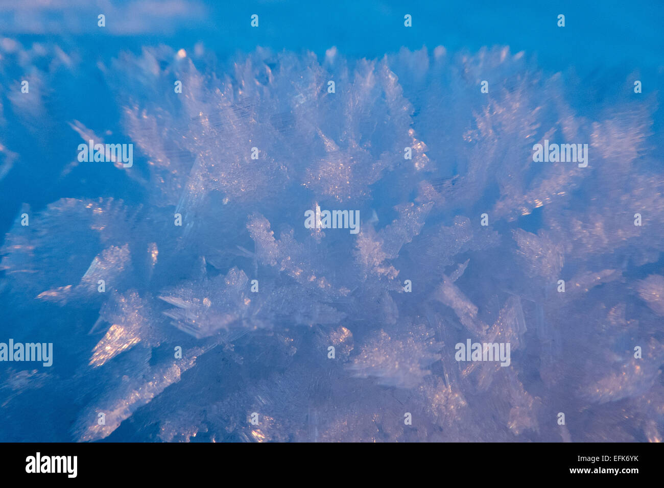 Trasformata per forte gradiente frost cristalli nella luce del mattino, foto: 23 gennaio 2015. Foto Stock