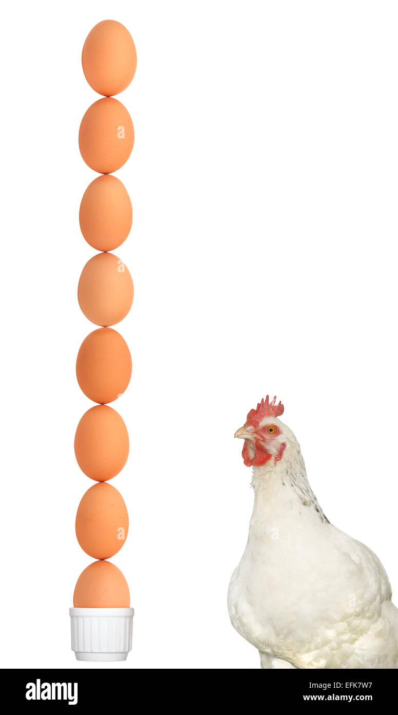 Un humorus guardare una colazione bilanciata/dieta. Un pollo bianco accanto a una pila di 8 uova di colore marrone, il più basso di uovo è seduto in un uovo bianco cup Foto Stock
