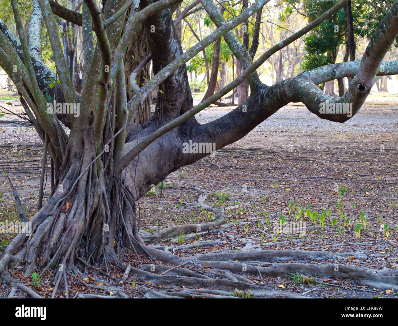 Stilt root un crescente supporto albero nella foresta pluviale Foto Stock