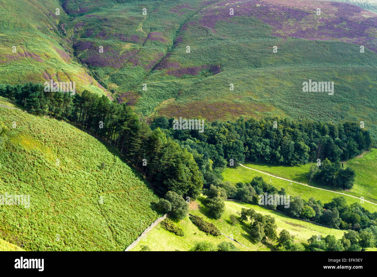 Vista di alberi, colline e campagna dal di sopra, Grindsbrook Clough, Derbyshire, Peak District, England, Regno Unito Foto Stock