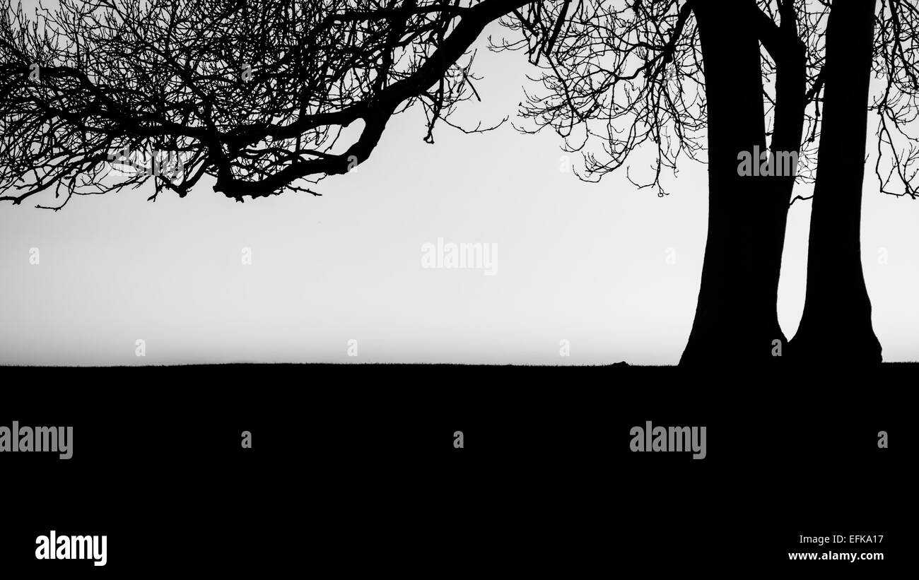 Semplicità complessa - un bianco e nero silhouette ad albero presa al tramonto Foto Stock