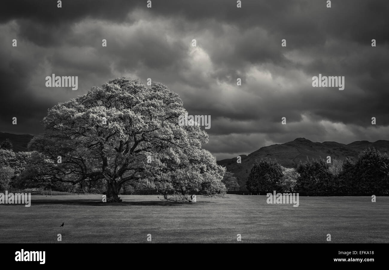 Una vecchia quercia contro le colline di Cumbria, Regno Unito. È una foto in Glenridding, Cumbria Foto Stock