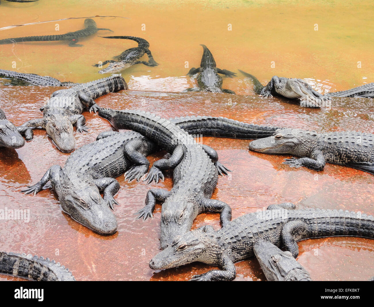 Gruppo di coccodrilli sulla riva del fiume Foto Stock