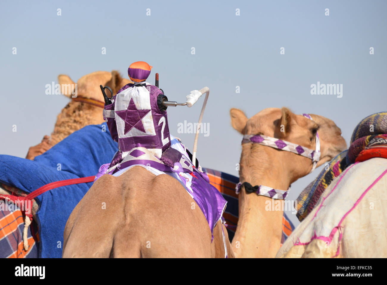 Il Robot fantino su un cammello racing prima di una gara a un Abu Dhabi corso racing Foto Stock