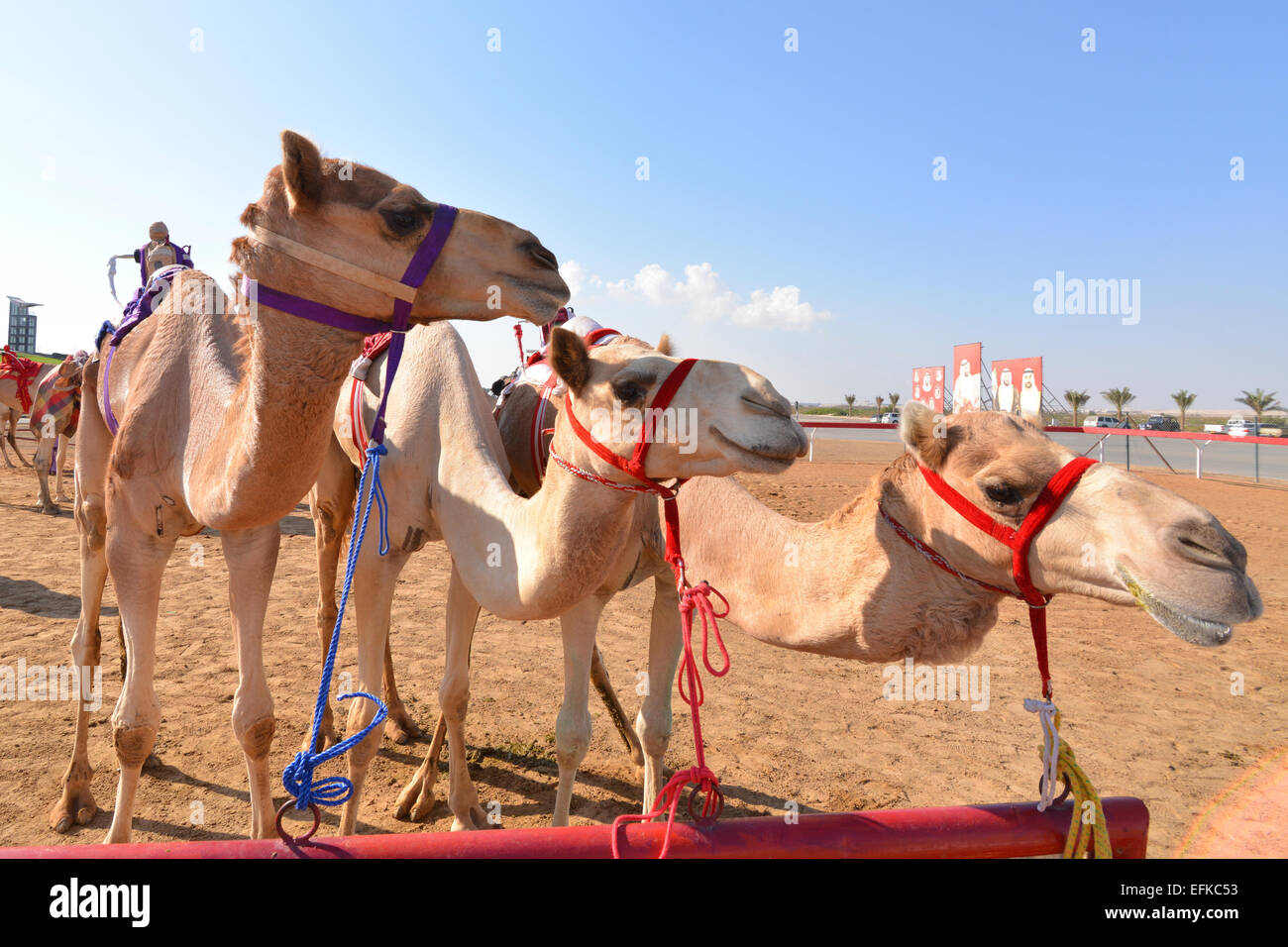 Corse di cammelli di Al Wathba racecourse appena prima di una gara Foto Stock