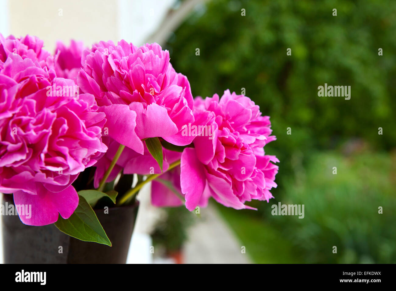 Mazzo di peonie in un giardino Foto Stock