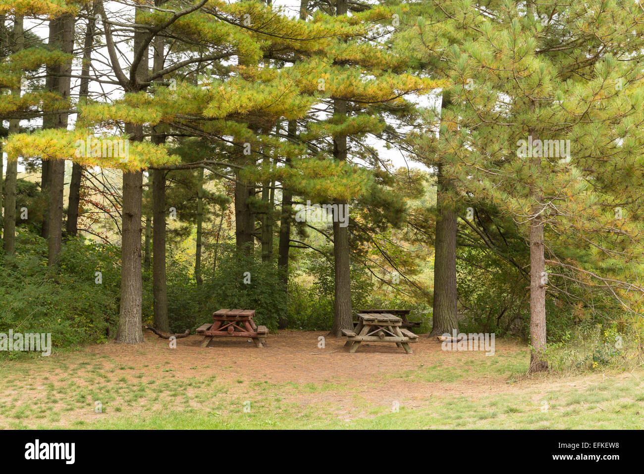 Una vista di alberi in un parco all'inizio dell'autunno Foto Stock