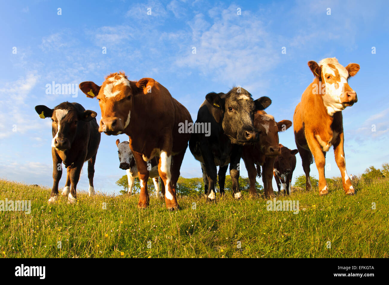 Bovini domestici pascolano sulla Lotts in Silverdale, Cumbria. Maggio Foto Stock