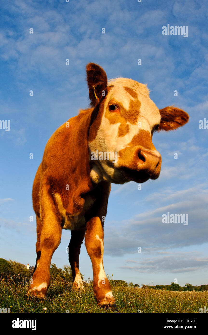 Bovini domestici pascolano sulla Lotts in Silverdale, Cumbria. Maggio Foto Stock