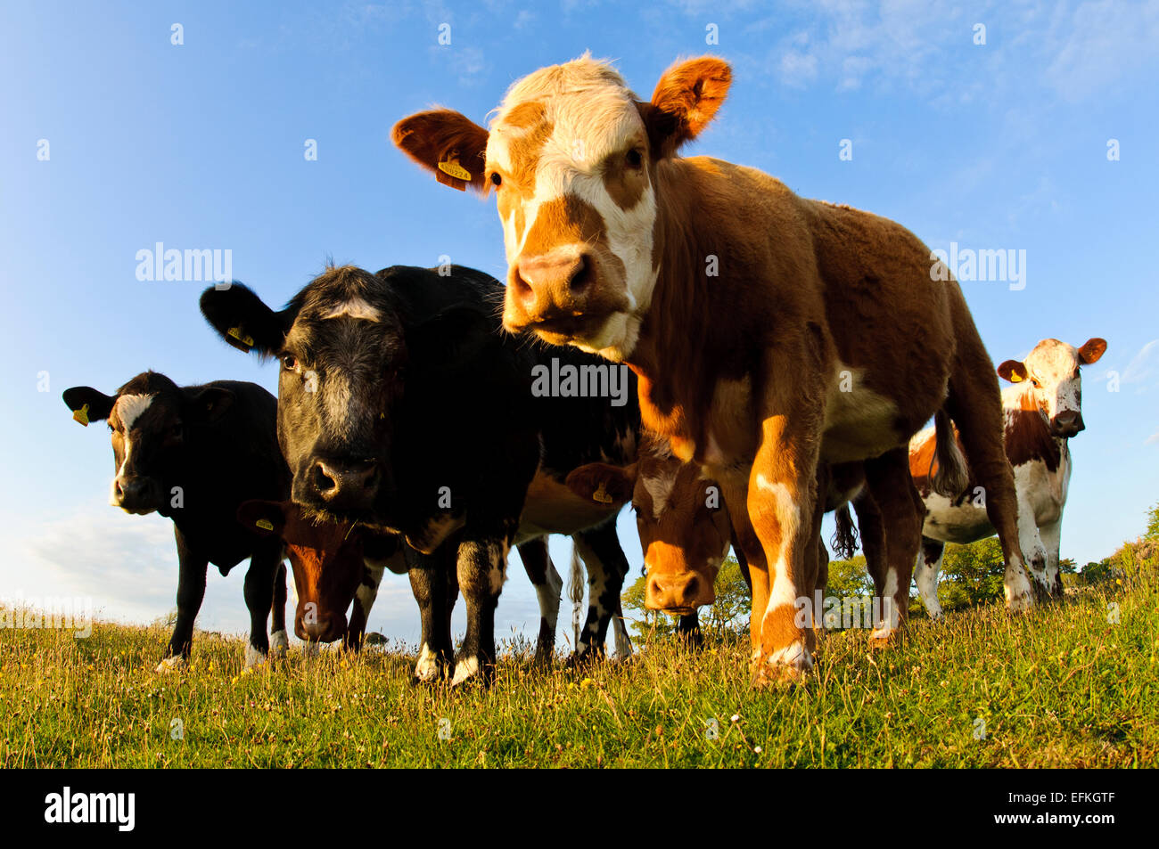 Bovini domestici pascolano sulla Lotts in Silverdale, Cumbria. Maggio Foto Stock