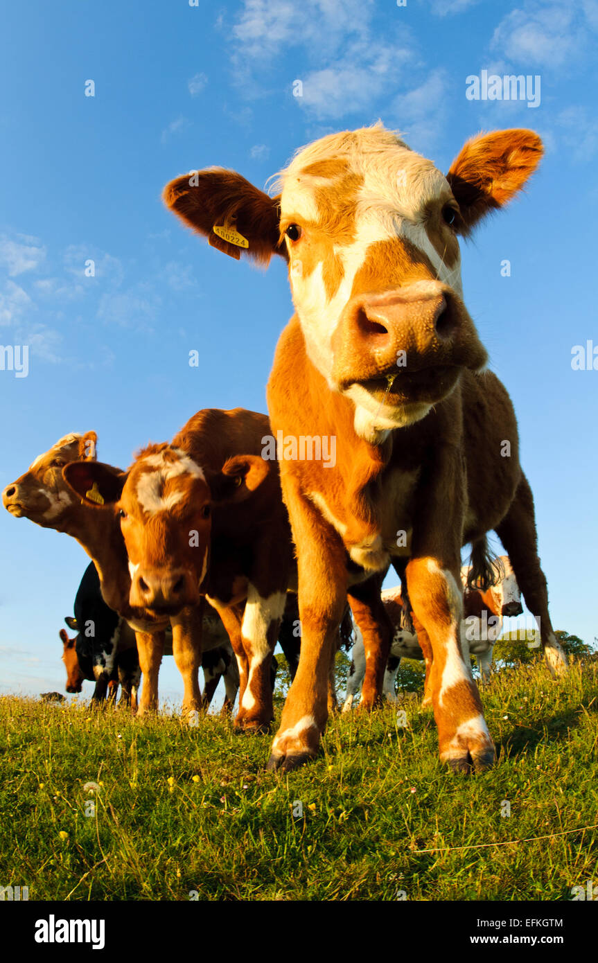 Bovini domestici pascolano sulla Lotts in Silverdale, Cumbria. Maggio Foto Stock