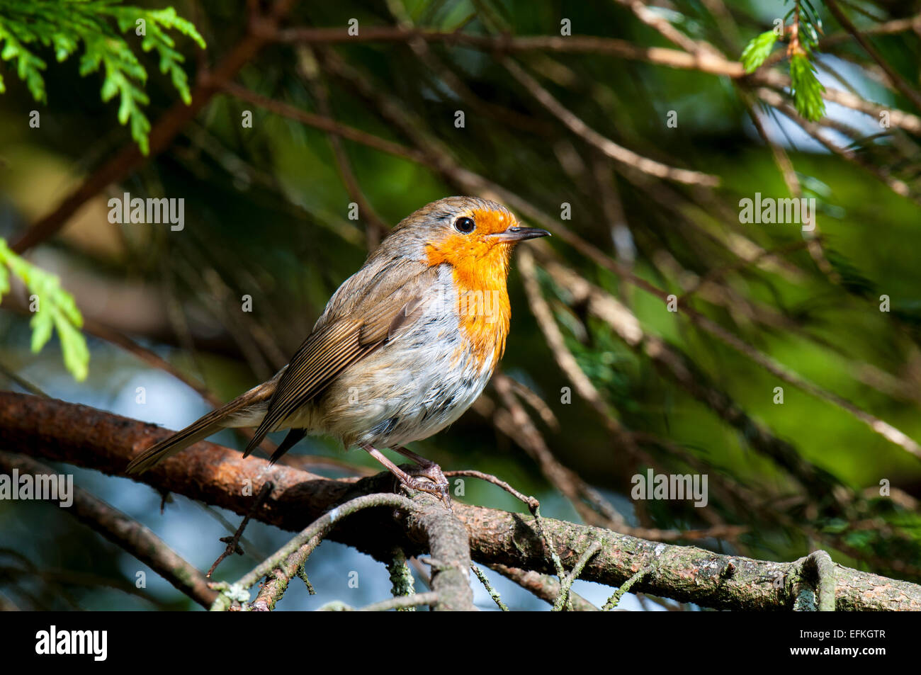 Robin (Erithacus rubecula) adulto appollaiato in un albero a Hale in Cumbria. Maggio. Foto Stock