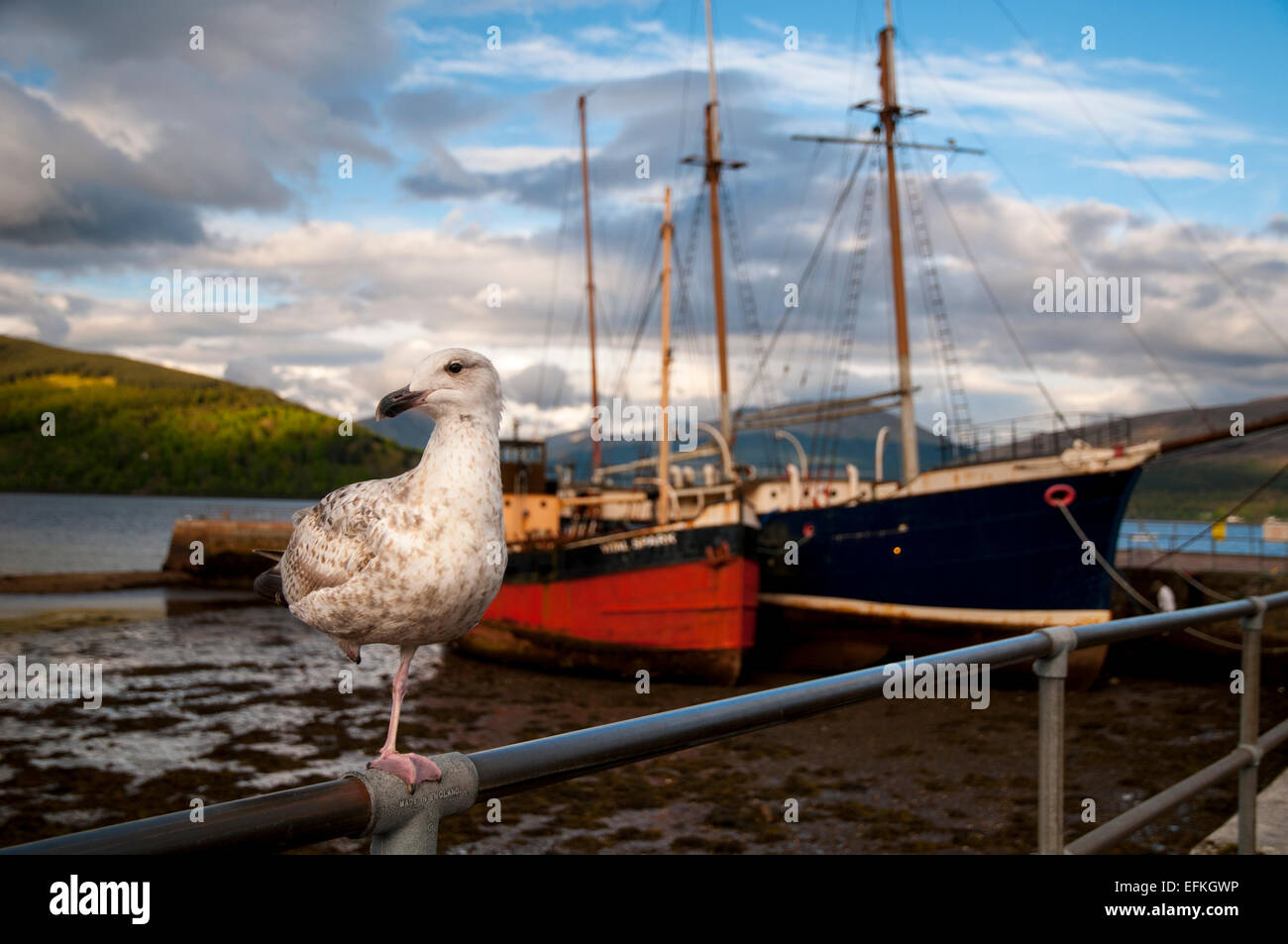 Aringa gabbiano (Larus argentatus) capretti in primo inverno del piumaggio in piedi su una gamba sola sulla ringhiera a Inveraray Harbour, Loch Foto Stock