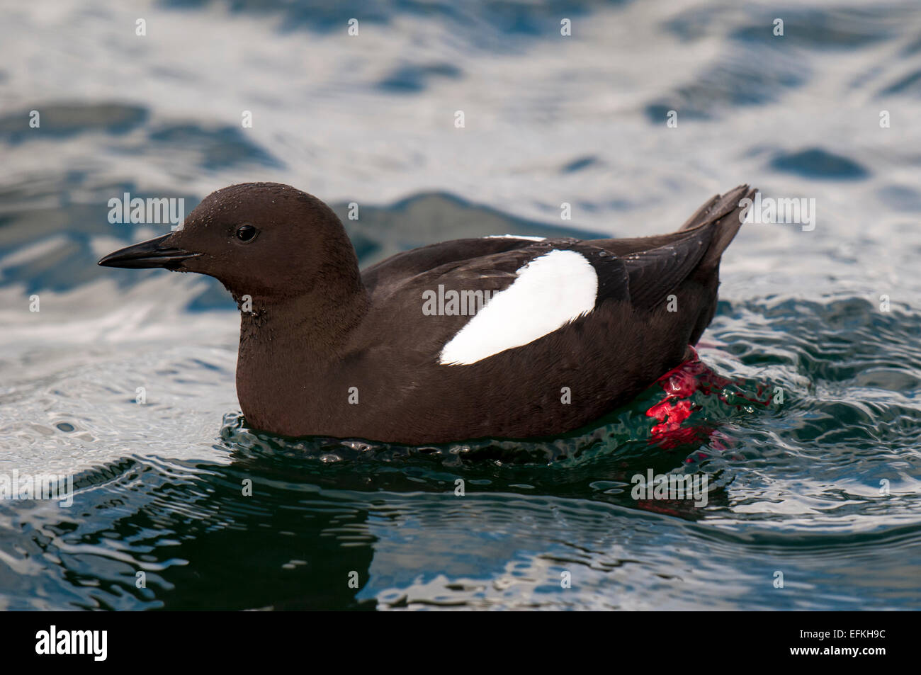 Black Guillemot (Cepphus grylle) piscina per adulti nel porto a Oban, Argyll, Scozia. Maggio. Foto Stock