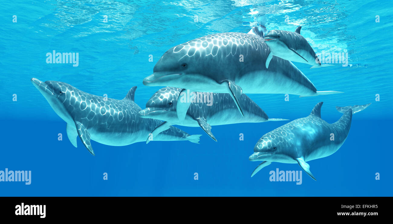 I delfini vivi in un gruppo chiamato cialde di foraggio e l'oceano per pesci preda. Foto Stock