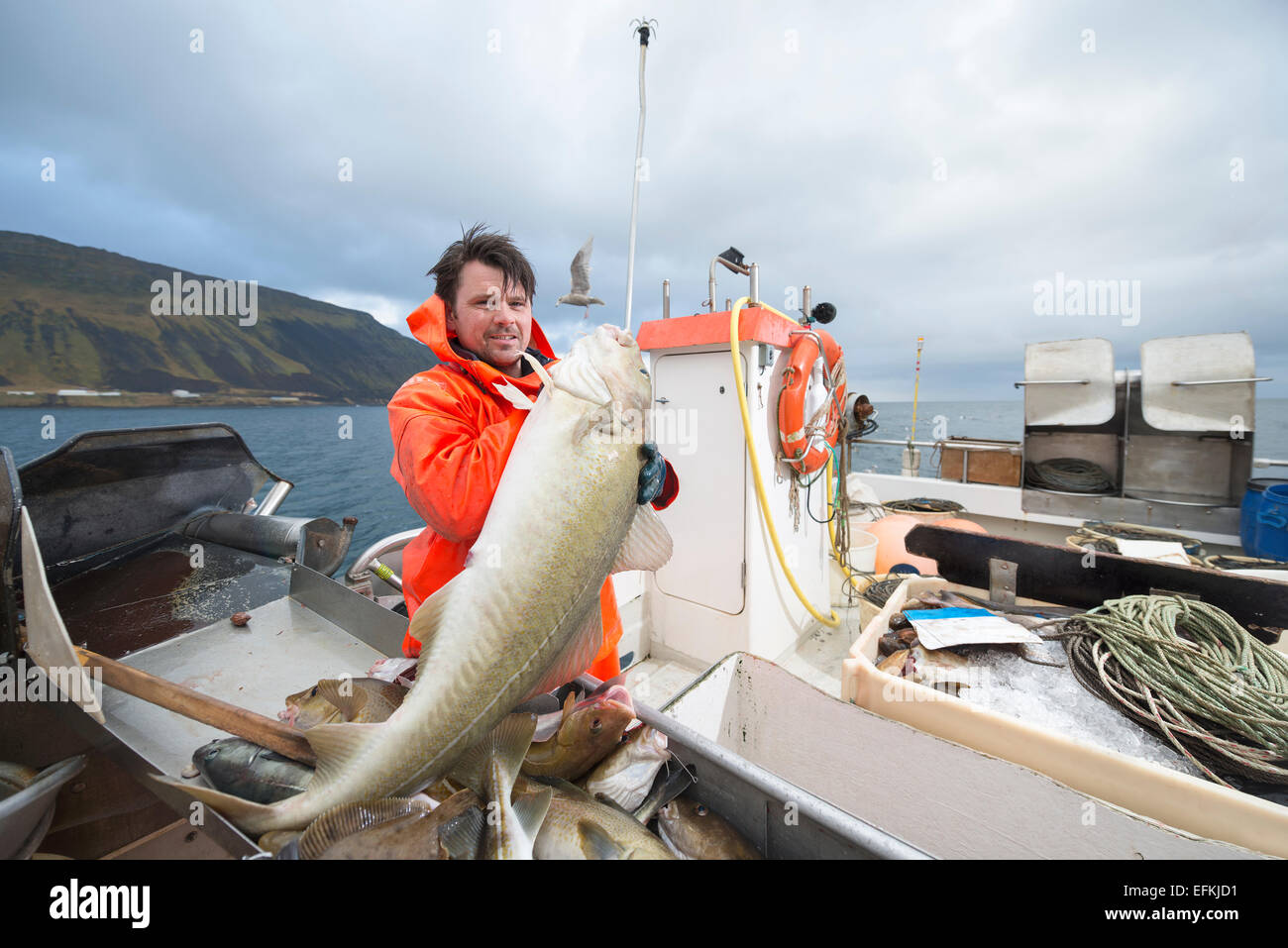 Fisherman azienda appena catturati merluzzi in barca da pesca Foto Stock
