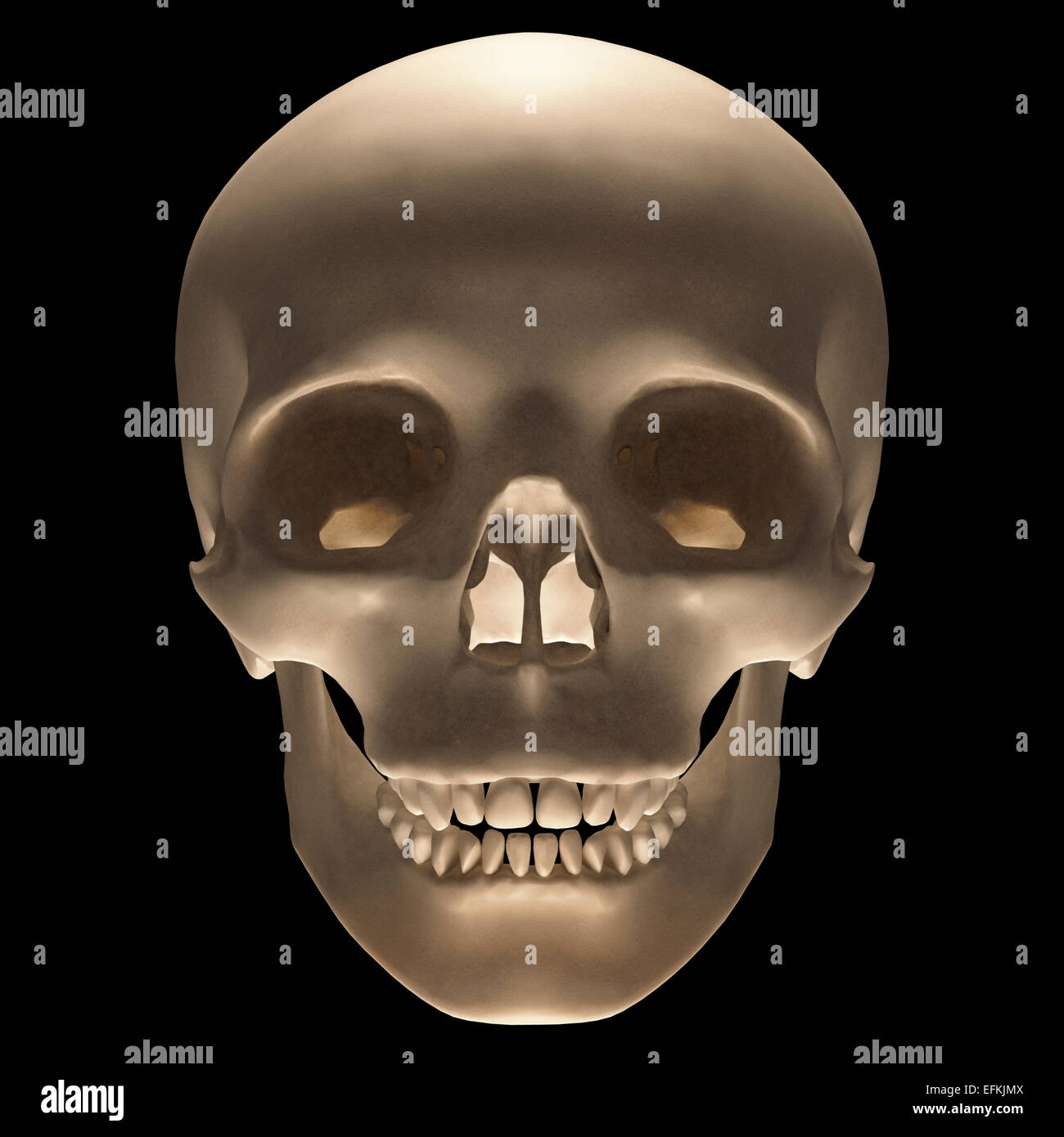 Cranio su sfondo nero con percorso di clipping incluso. Foto Stock