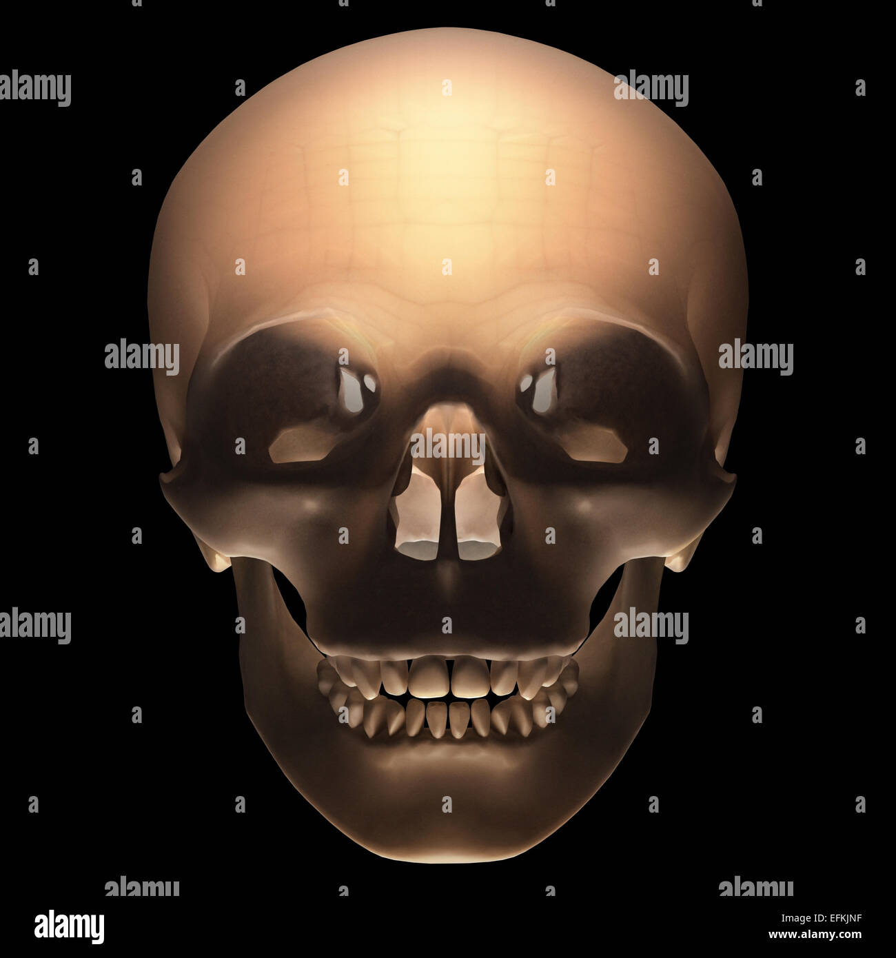 Cranio su sfondo nero con percorso di clipping incluso. Foto Stock