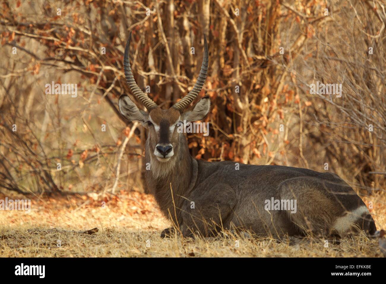 Maschio (waterbuck Kobus ellipsiprymnus), Mana Pools, Zimbabwe, Africa. Foto Stock