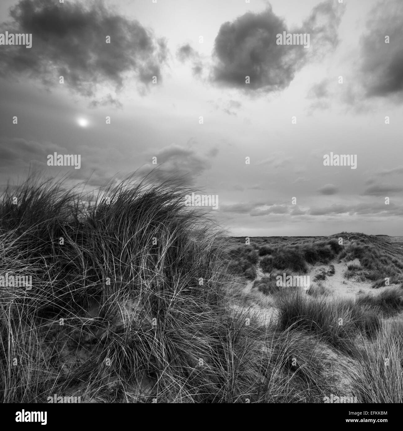 In bianco e nero di formato quadrato di erba marram sulle dune di sabbia a Winterton-su-Mare in Norfolk Foto Stock