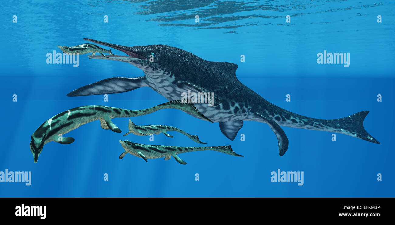 Ichthyosaur Shonisaurus era un enorme rettile marino che preda cacciata come Cymbospondylus nel tardo periodo Triassico. Foto Stock