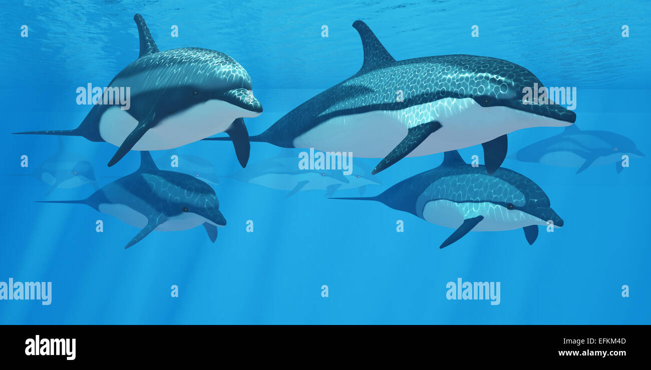 Striped delfini vivi in un gruppo chiamato cialde di foraggio e l'oceano per pesci preda. Foto Stock
