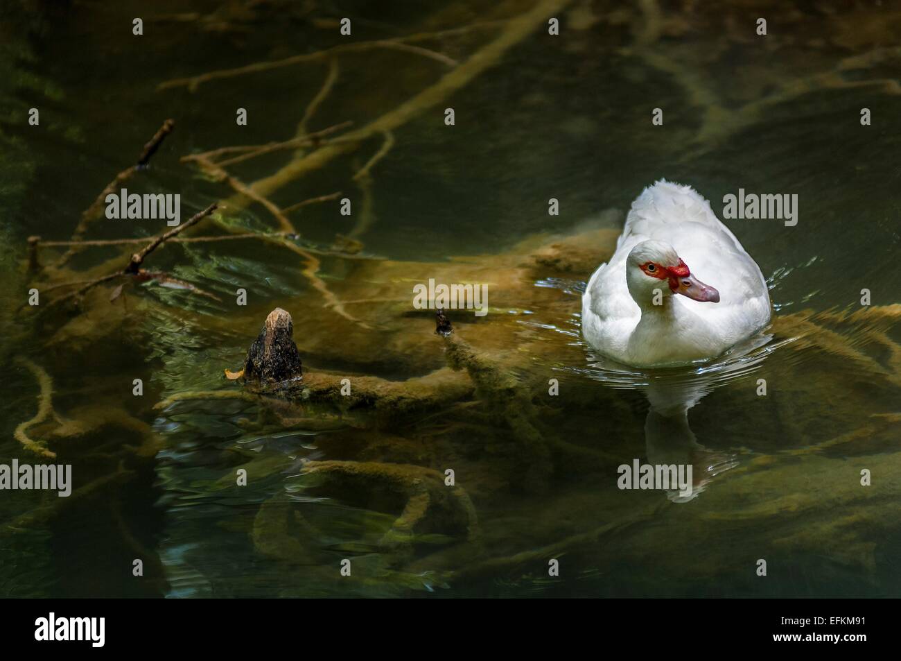 Canard de barbarie dans cascade de sillans var Francia 83 Foto Stock
