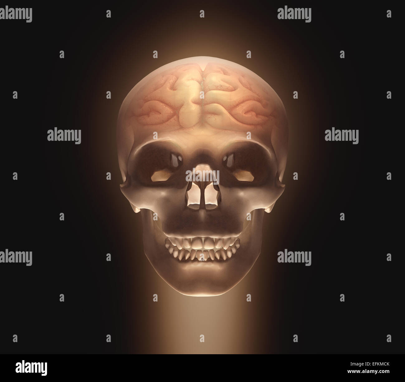Il cranio con un cervello all'interno. Percorso di clipping incluso. Foto Stock