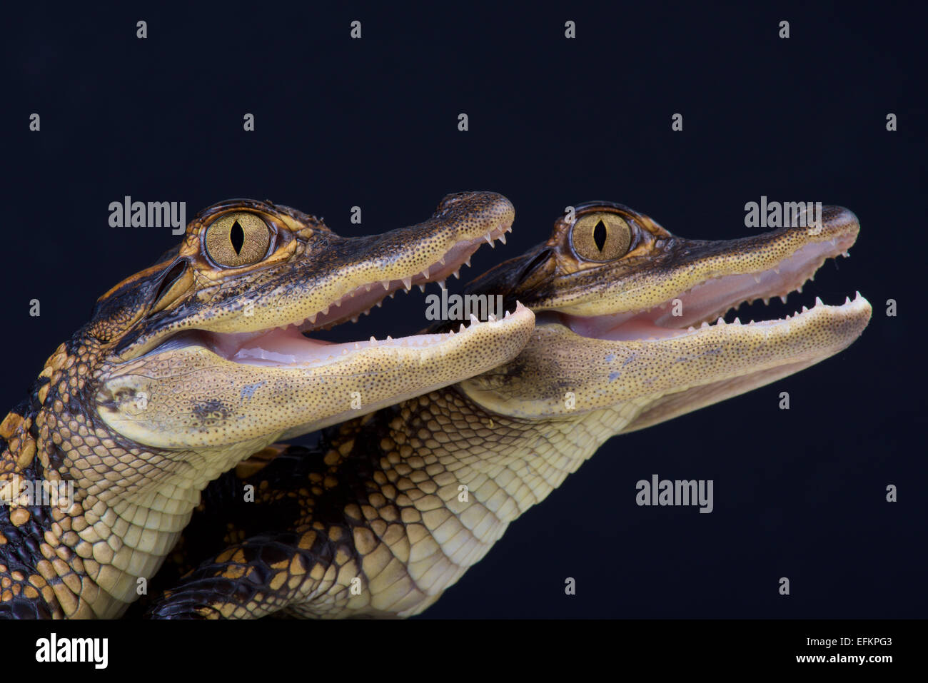 Il coccodrillo americano / Alligator mississippiensis Foto Stock