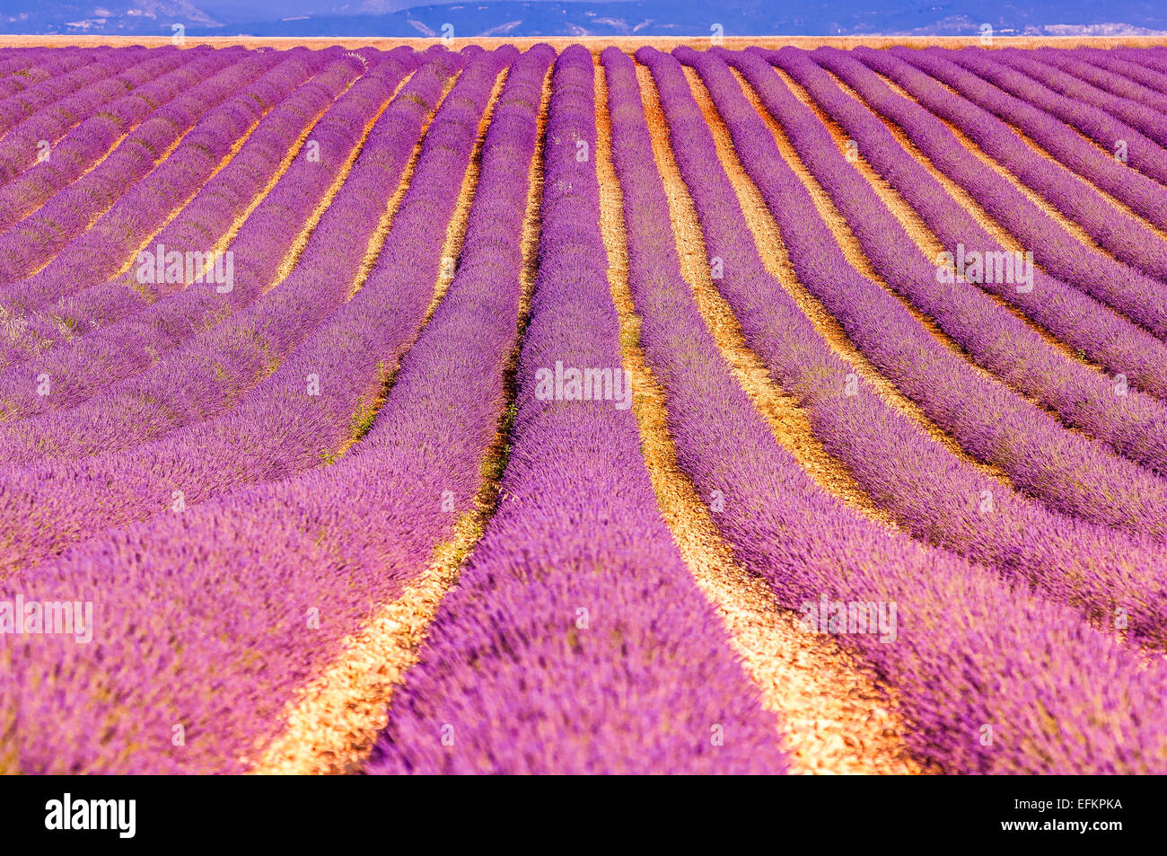 Champs de lavande au leva de soleil valensole Haute Provence Francia Foto Stock