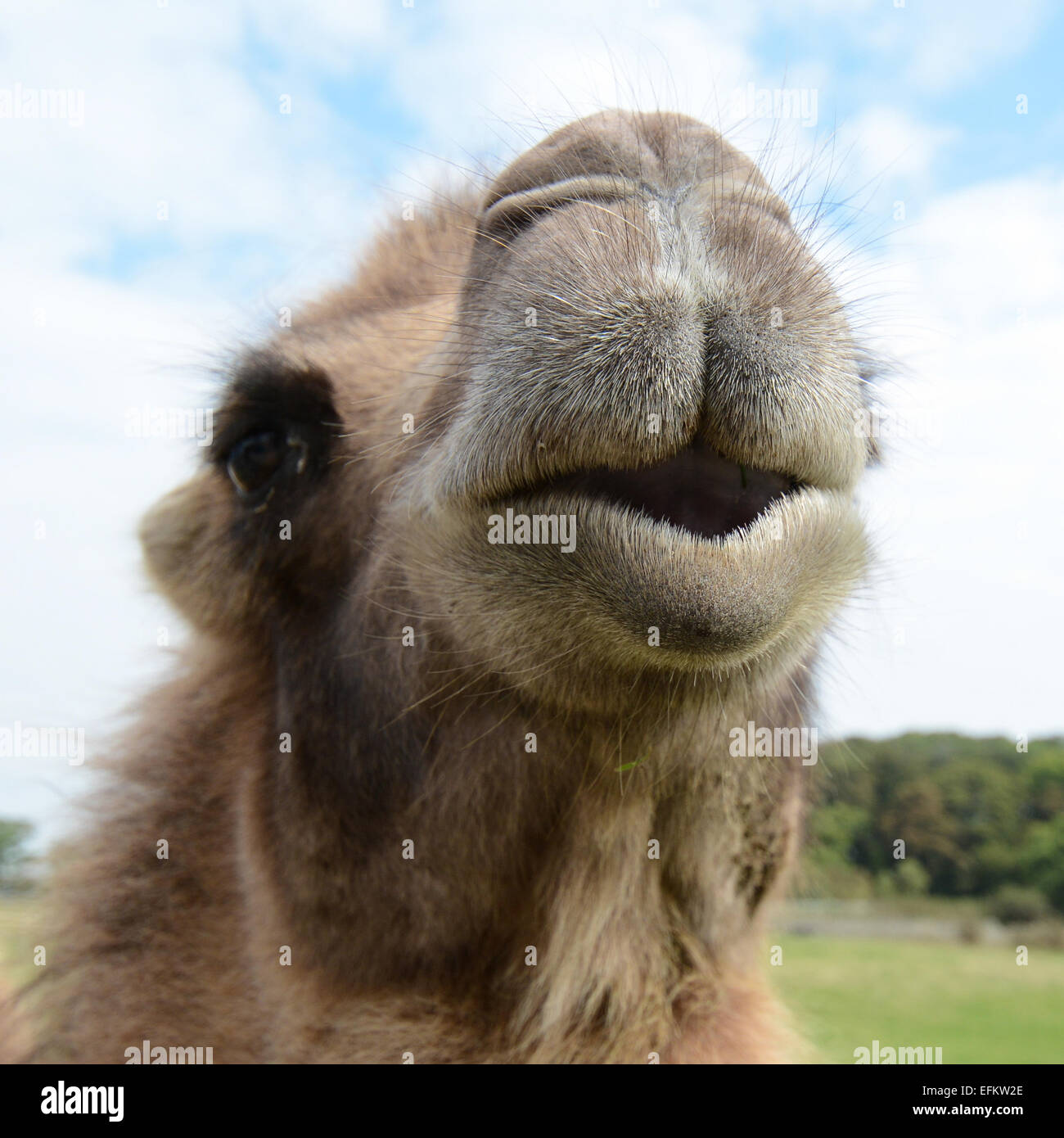 Primo piano della bactrian camel (Camelus bactrianus) bristly la bocca e il naso Foto Stock