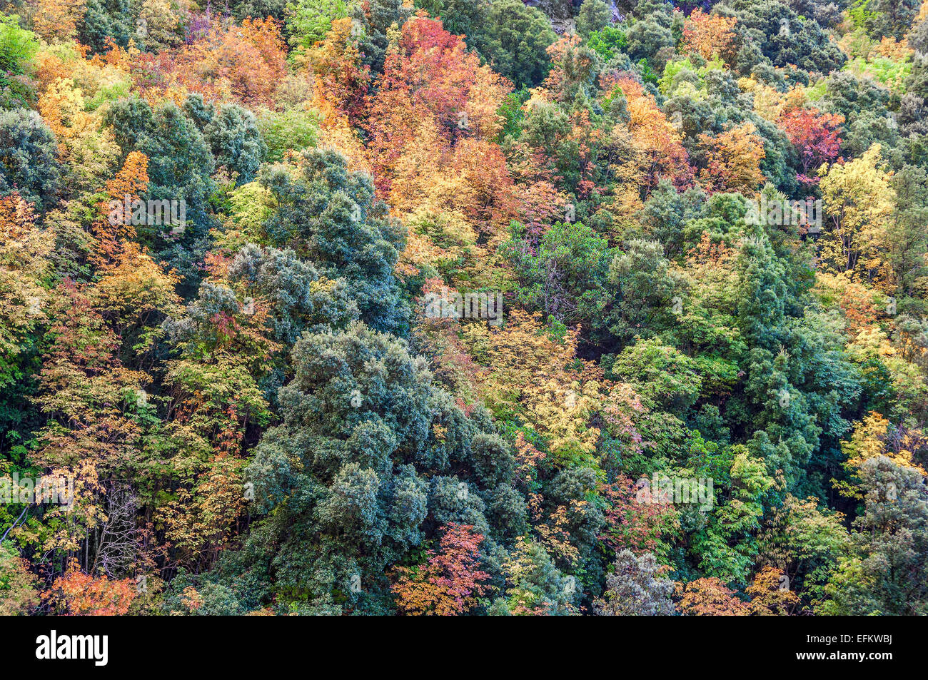 Couleur d'automne sur les arbres parc regional de la restonica haute Corse 2B Foto Stock